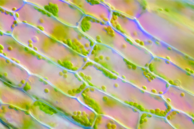 La cyclose dans les cellules d'Elodée - 3mn 06s